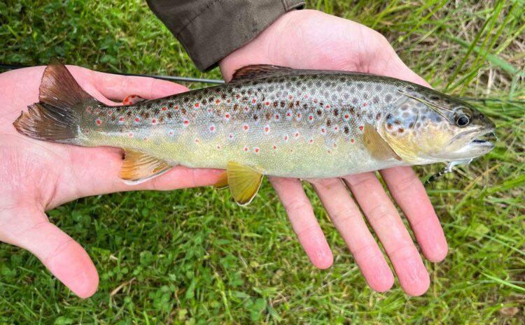 Ein Fisch aus dem Glödnitzerbach.