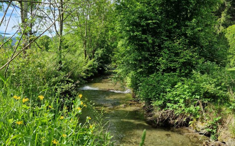 Der Glödnitzerbach: hier kann man fischen.